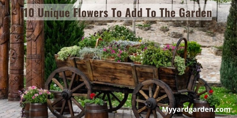 10 Unique Flowers To Add To The Garden
