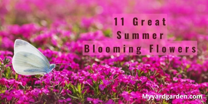 11 Great Summer Blooming Flowers