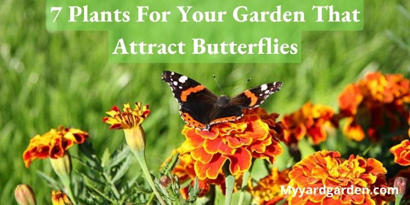 7 Plants For Your Garden That Attract Butterflies