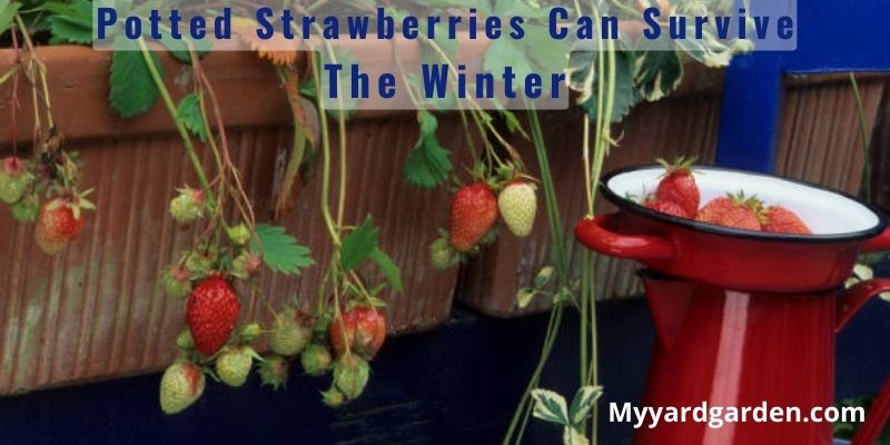Potted Strawberries Can Survive The Winter