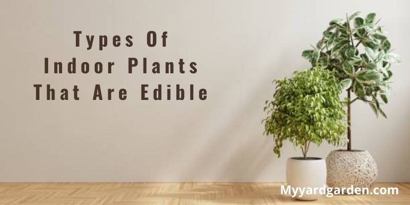 Types Of Indoor Plants That Are Edible