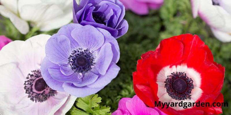 Anemones