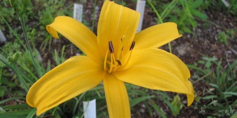 Aztec Gold Lily