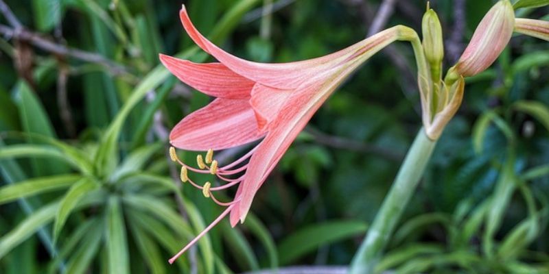 Barbados Lily