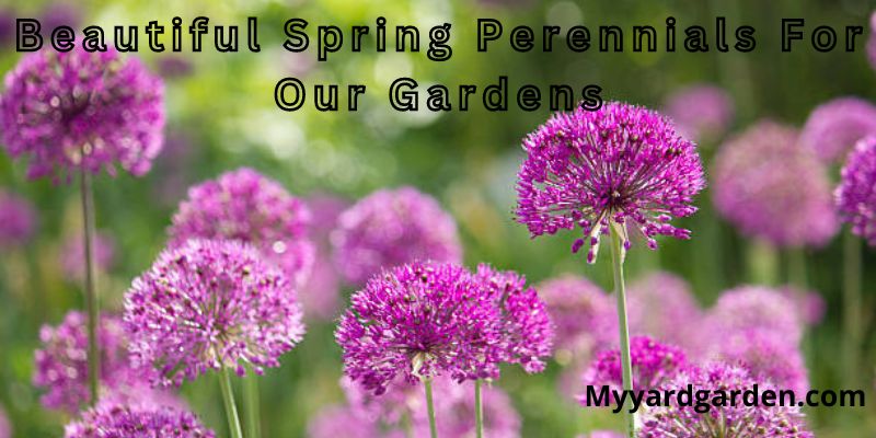 Beautiful Spring Perennials For Our Gardens