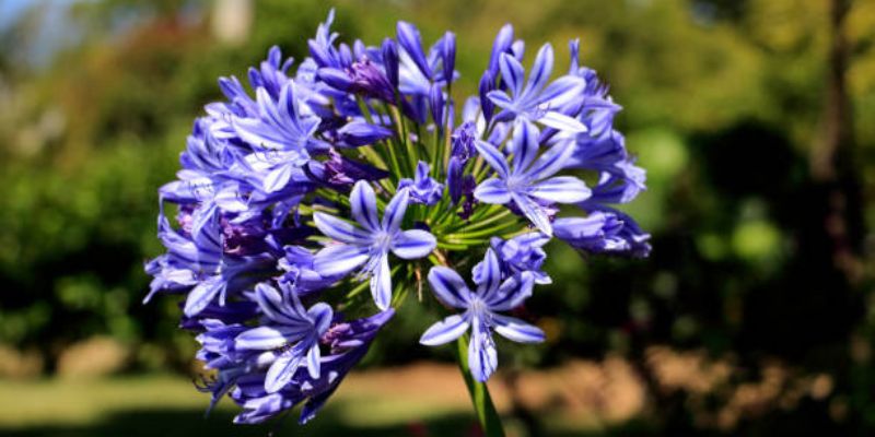 Blue Bird Lily