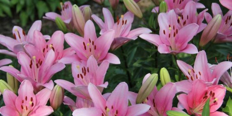 Brindisi Lily