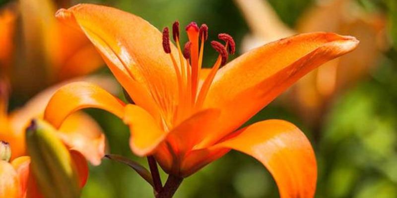 California Sunset Lily