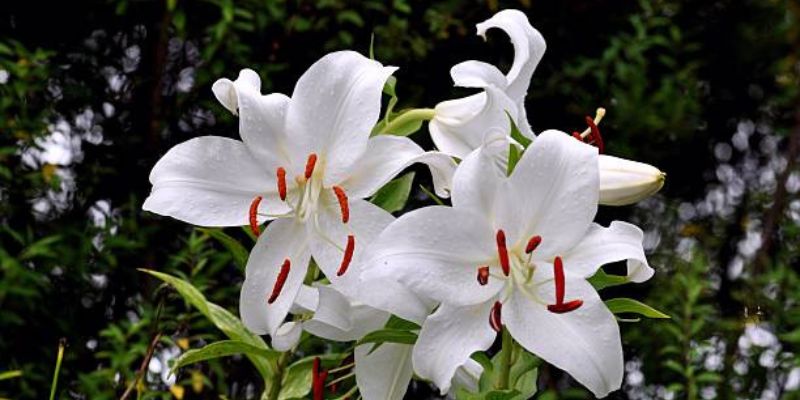 Casa Blanca Lily