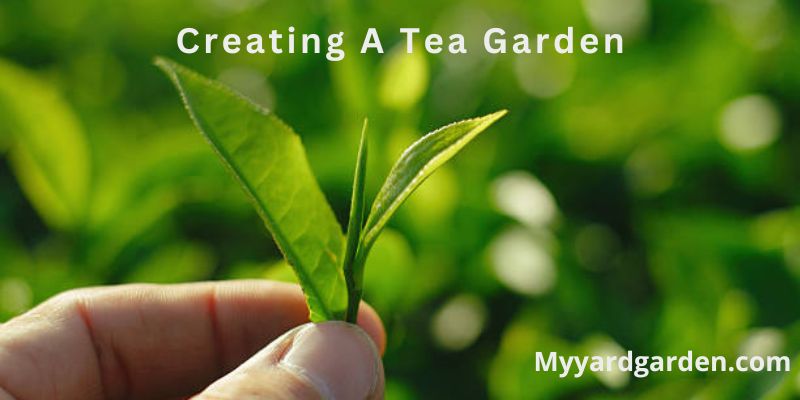 Creating A Tea Garden
