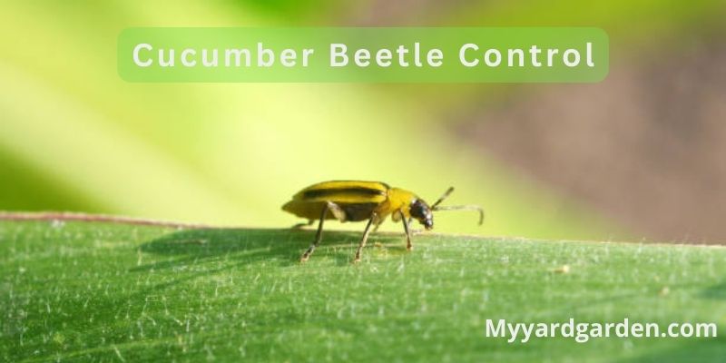 Cucumber Beetle Control