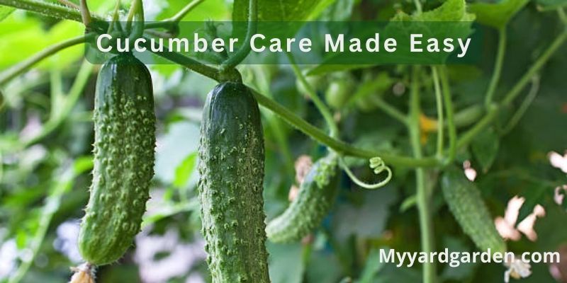 Cucumber Care Made Easy