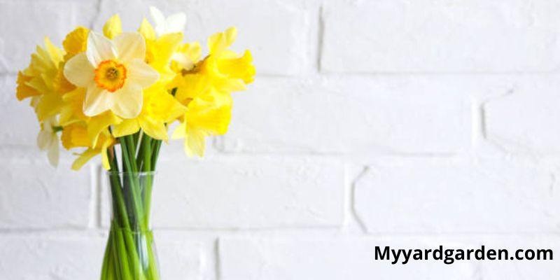 Daffodils (Narcissus)