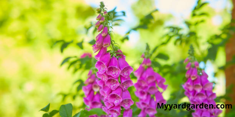 Foxgloves