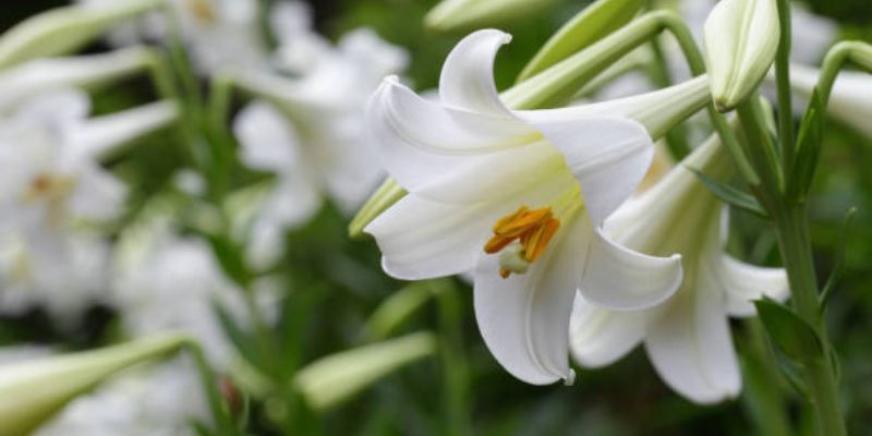 Longiflorum Lily