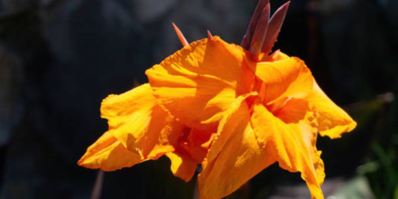 Orange Canna Lily