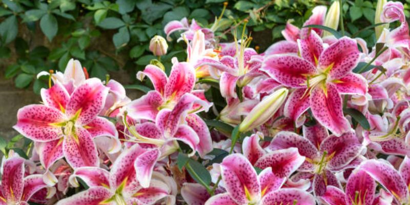 Stargazer Lilly