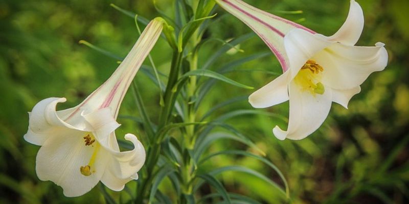 Trumpet Lily