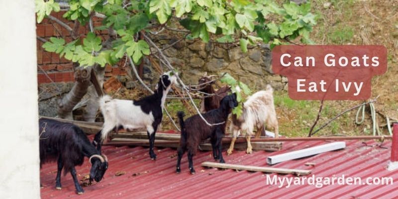 Can Goats Eat Ivy