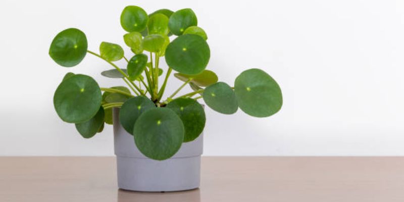 Chinese Money Plant (Pilea Peperomioides)