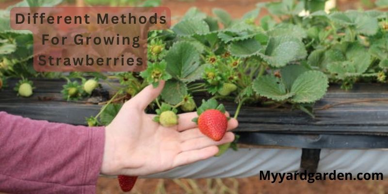 Different Methods For Growing Strawberries