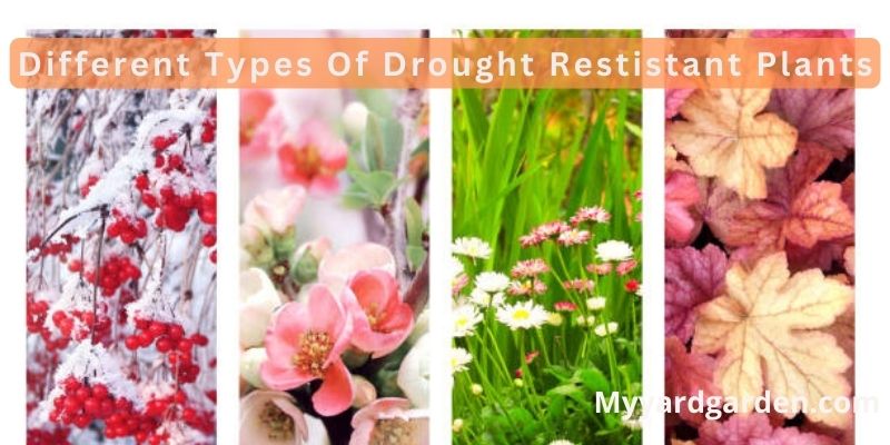 Different Types Of Drought Restistant Plants