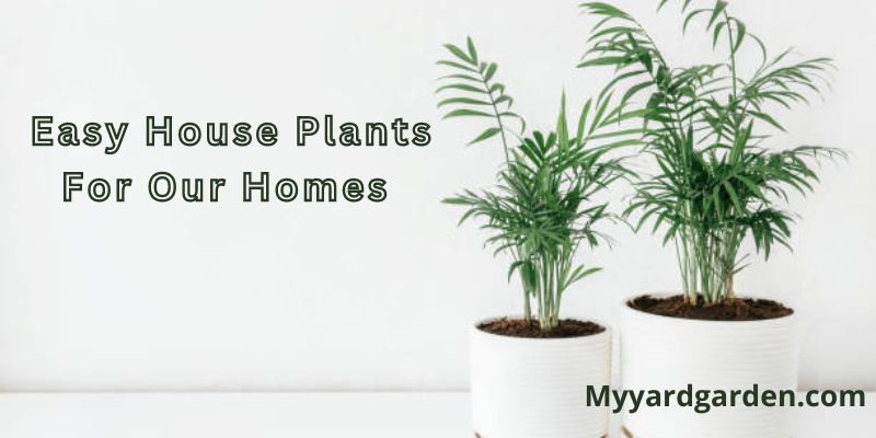 Easy House Plants For Our Homes
