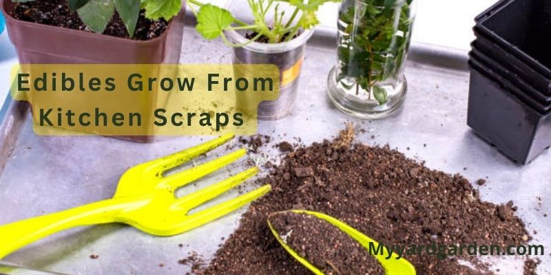 Edibles Grow From Kitchen Scraps
