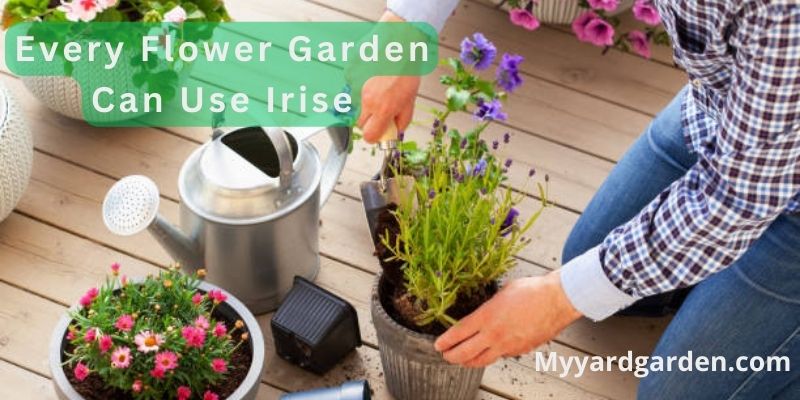 Every Flower Garden Can Use Irise