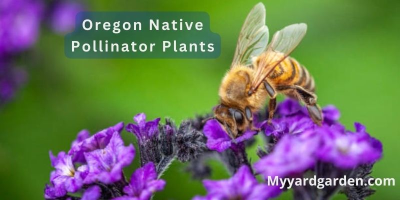 Oregon Native Pollinator Plants