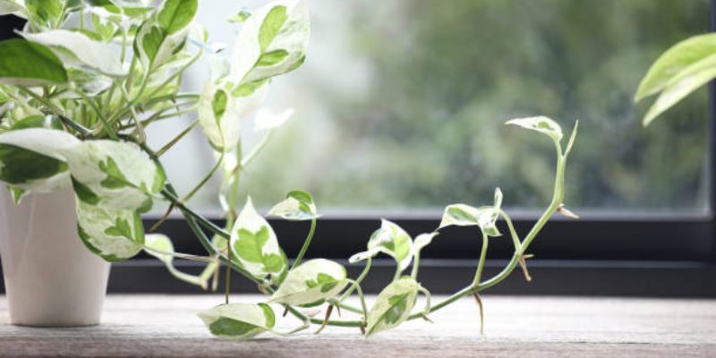 Pothos (Epipremnum Aureum)