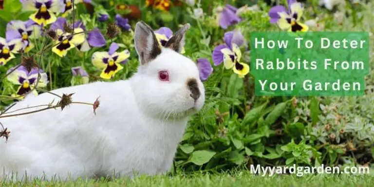 How To Deter Rabbits From Your Garden (5 Effective Methods