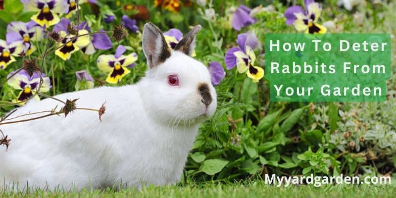 How To Deter Rabbits From Your Garden