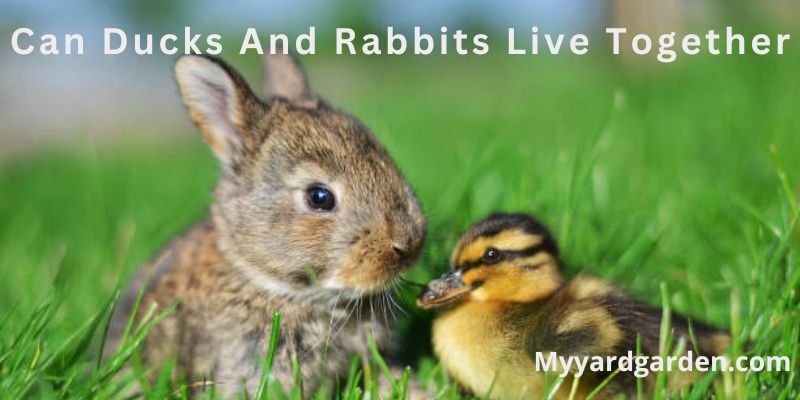 Can Ducks And Rabbits Live Together