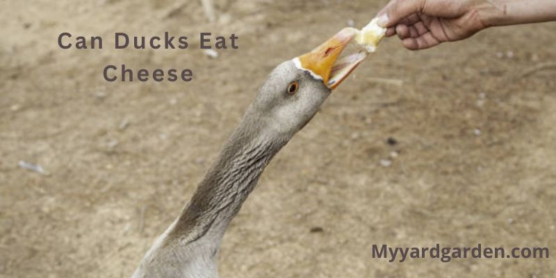 Can Ducks Eat Cheese