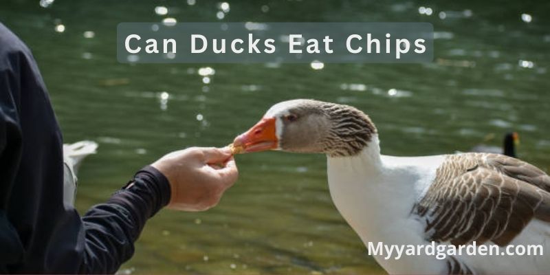 Can Ducks Eat Chips