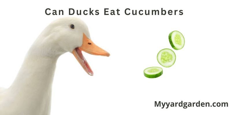 Can Ducks Eat Cucumbers