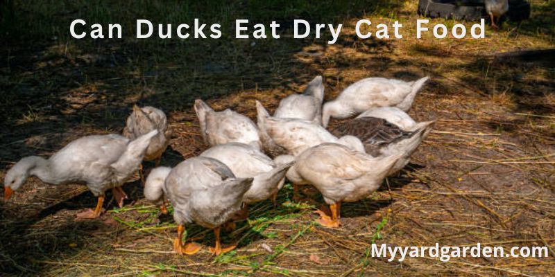 Can Ducks Eat Dry Cat Food
