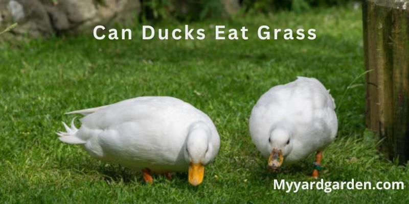 Can Ducks Eat Grass