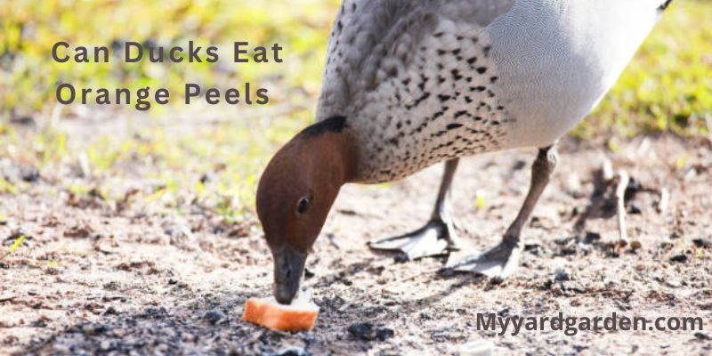 Can Ducks Eat Orange Peels