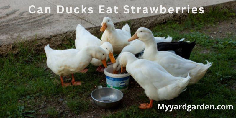 Can Ducks Eat Strawberries