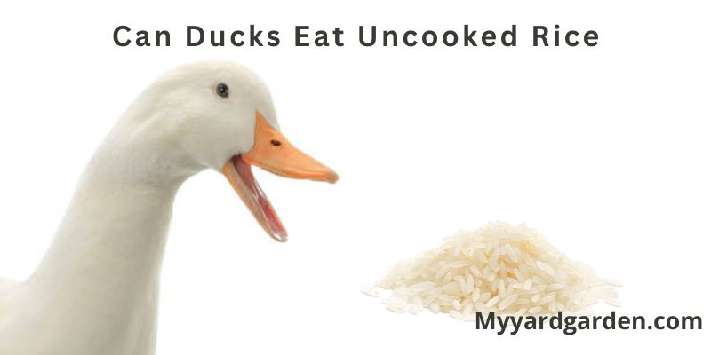 Can Ducks Eat Uncooked Rice