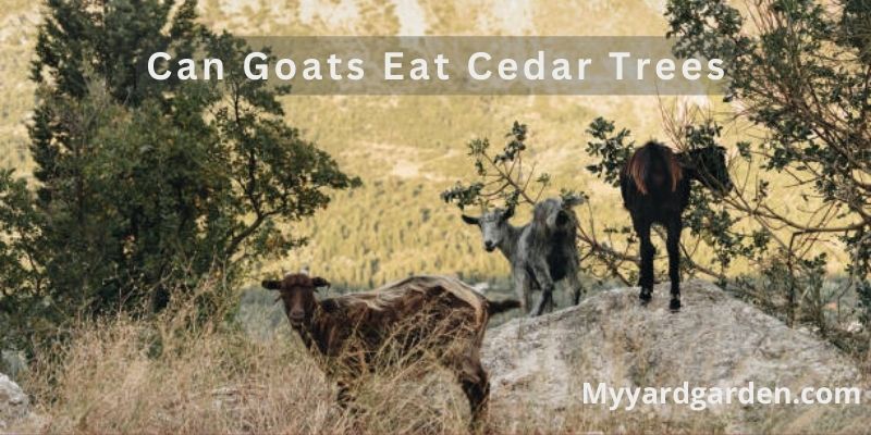 Can Goats Eat Cedar Trees