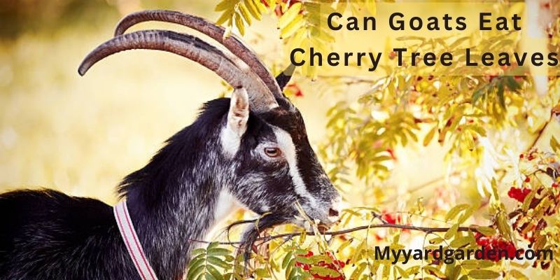 Can Goats Eat Cherry Tree Leaves