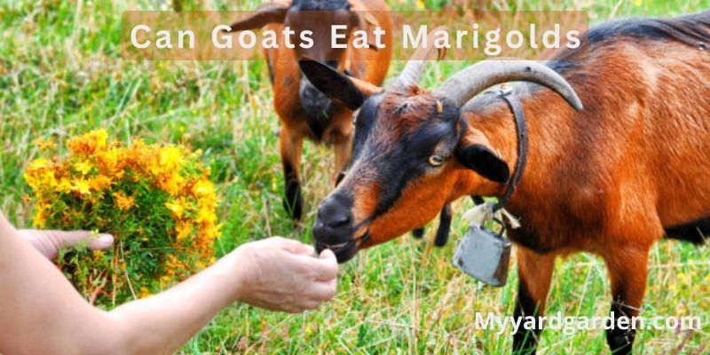 Can Goats Eat Marigolds