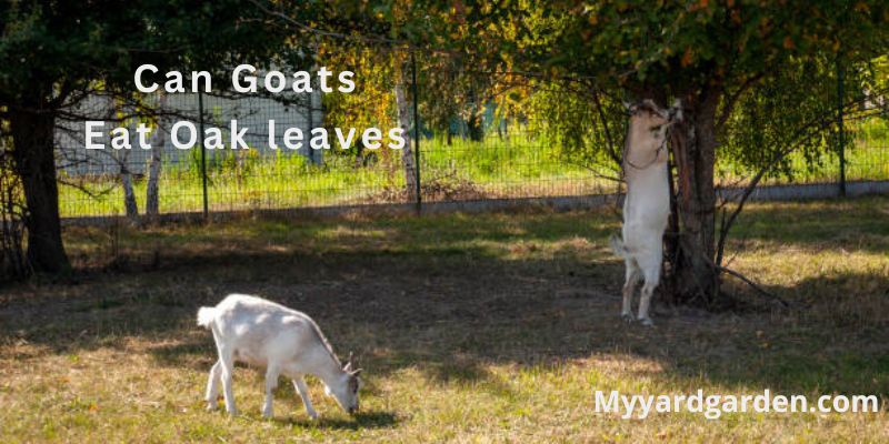 Can Goats Eat Oak leaves