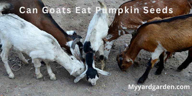 Can Goats Eat Pumpkin Seeds