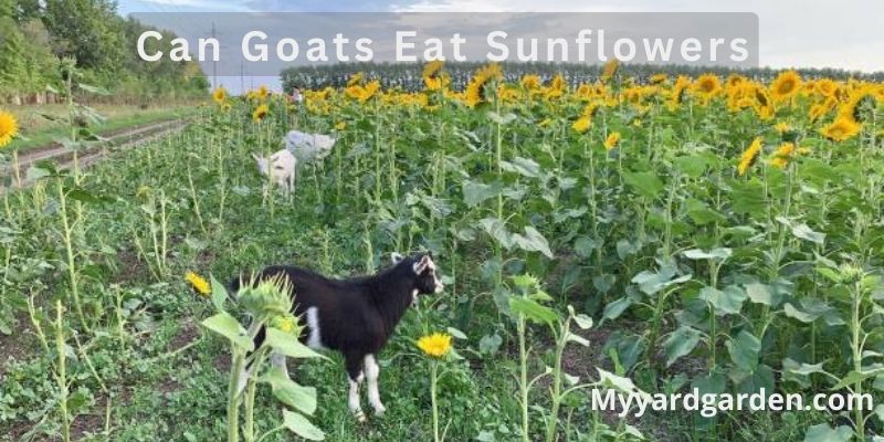 Can Goats Eat Sunflowers