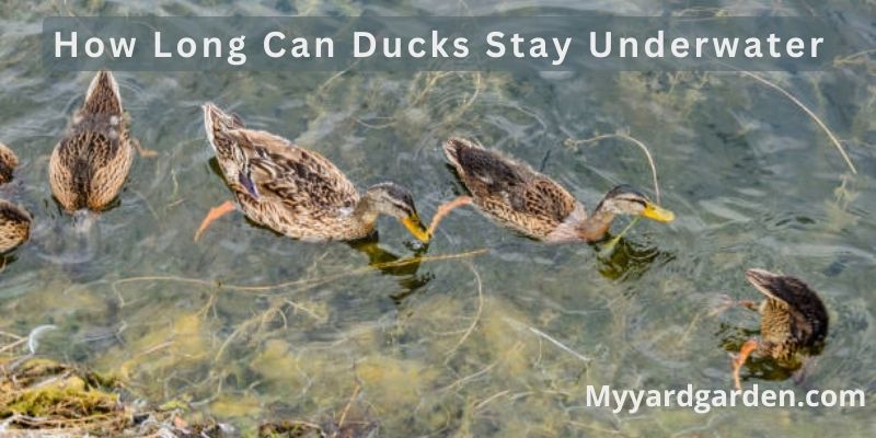 How Long Can Ducks Stay Underwater