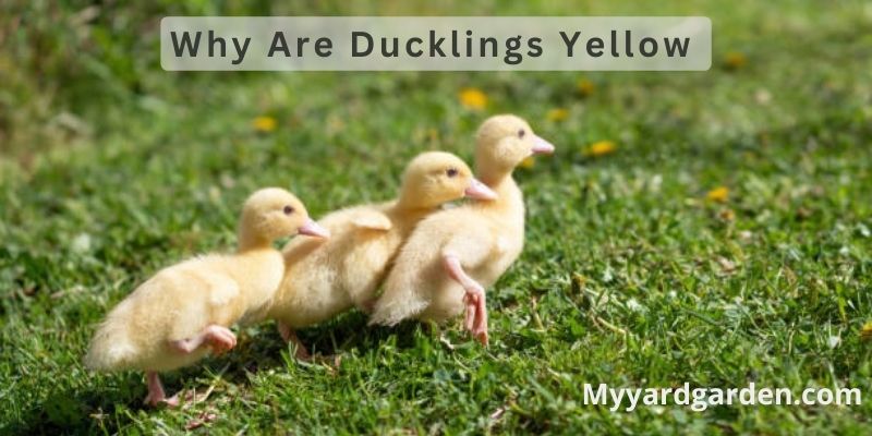 Why Are Ducklings Yellow